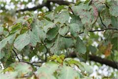 Hymenodictyon obovatum